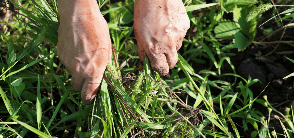 Landscaper from Louisville Landscape Pros pulling out weeds by hand for a client