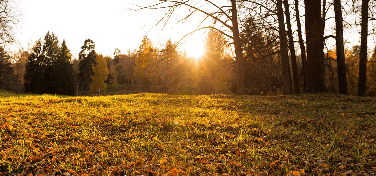 A sun setting in the horizon during the fall season