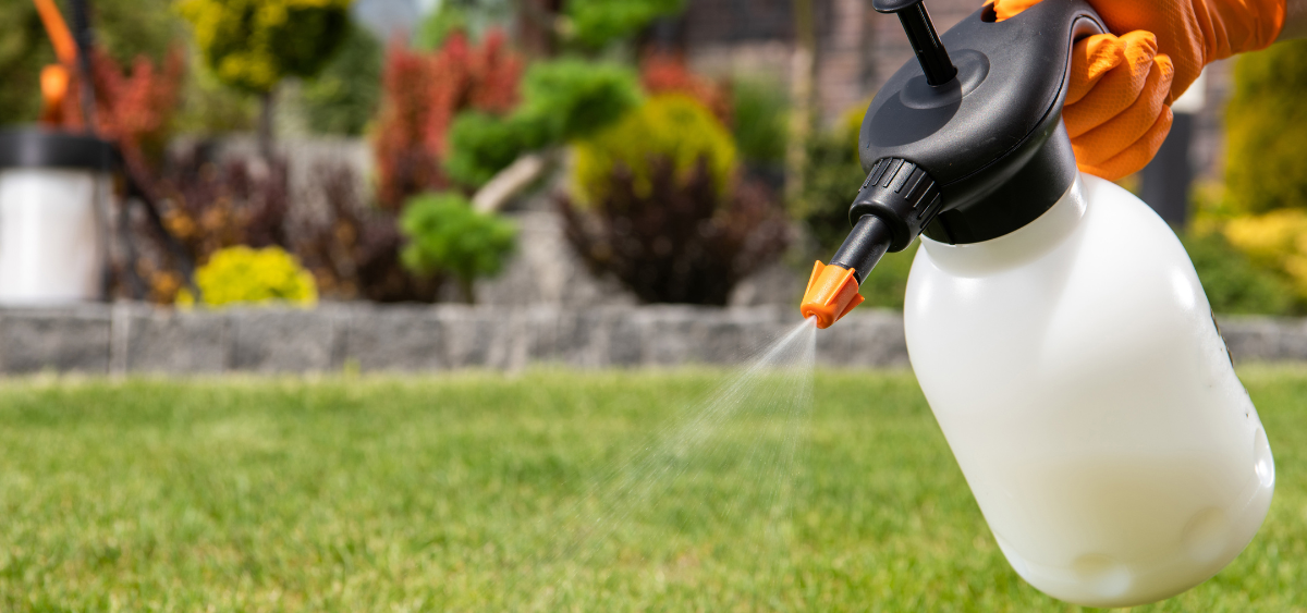 Spraying pesticide over a lawn using a pressure sprayer