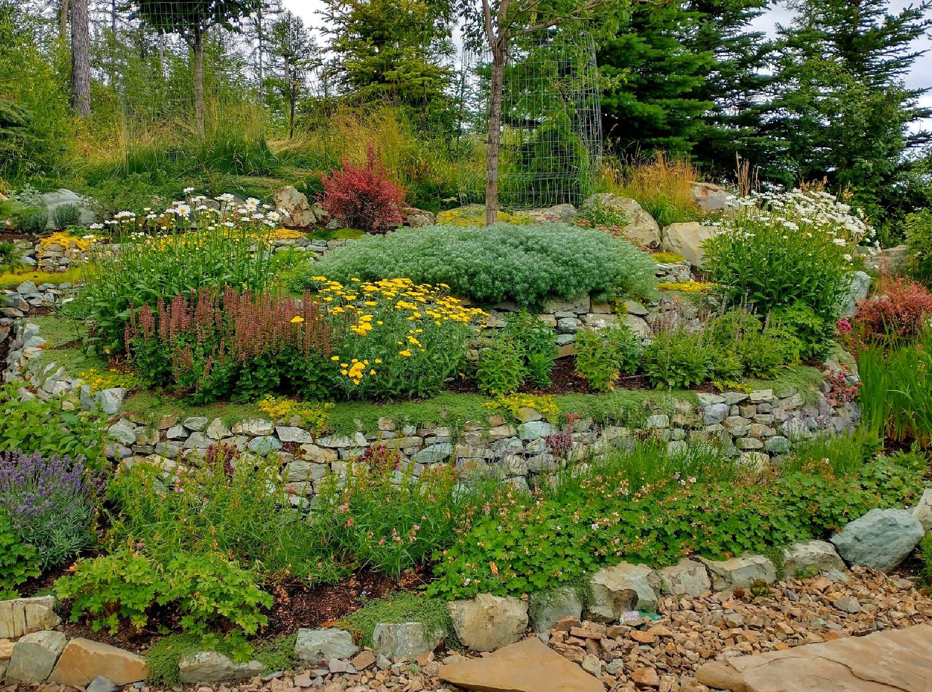 A rock garden filled with lots of plants and flowers.