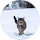 A cat is standing in the snow in a circle.
