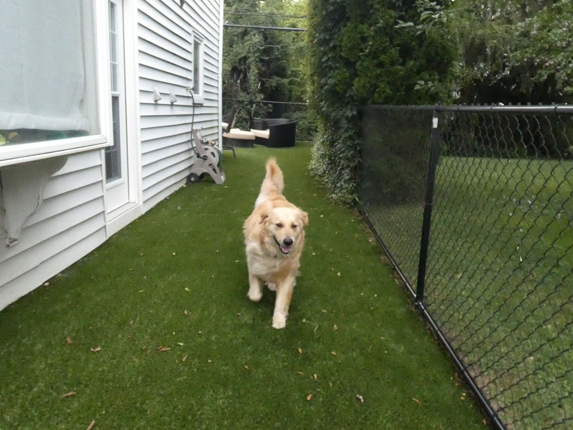 A dog is walking on a lush green lawn next to a chain link fence.