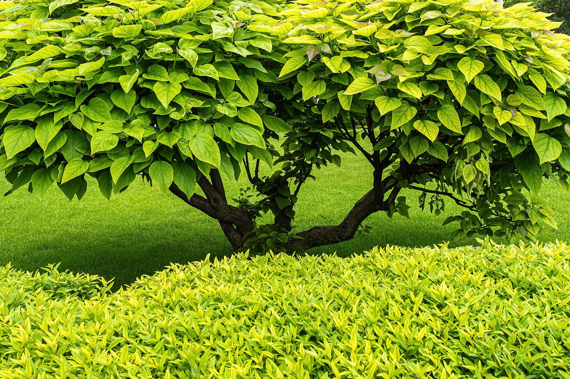 A tree with lots of green leaves is surrounded by a green hedge.