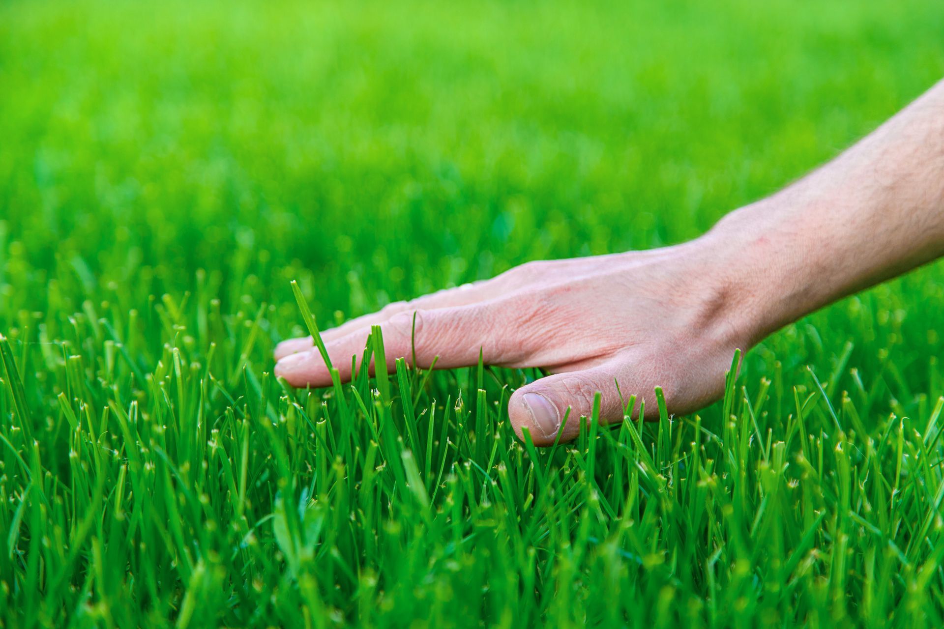 A person is touching the grass with their hand.