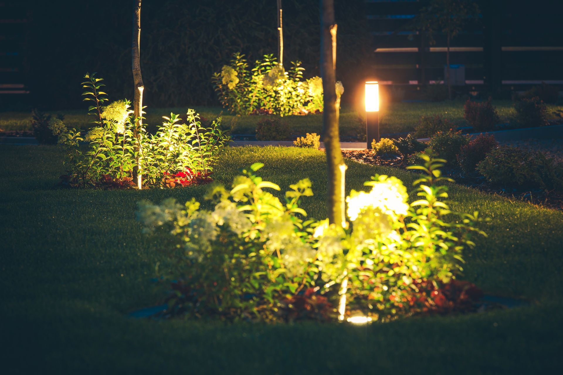A garden with trees and bushes lit up at night