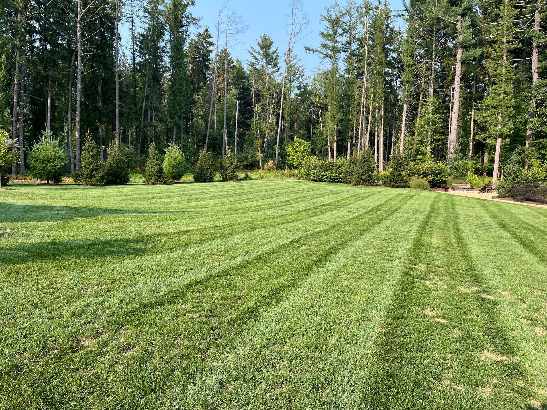 A lush green field of grass with trees in the background.