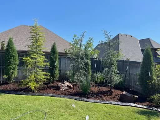 A landscaped backyard garden bed with several tall evergreen trees, decorative rocks, and dark mulch against a wood fence.