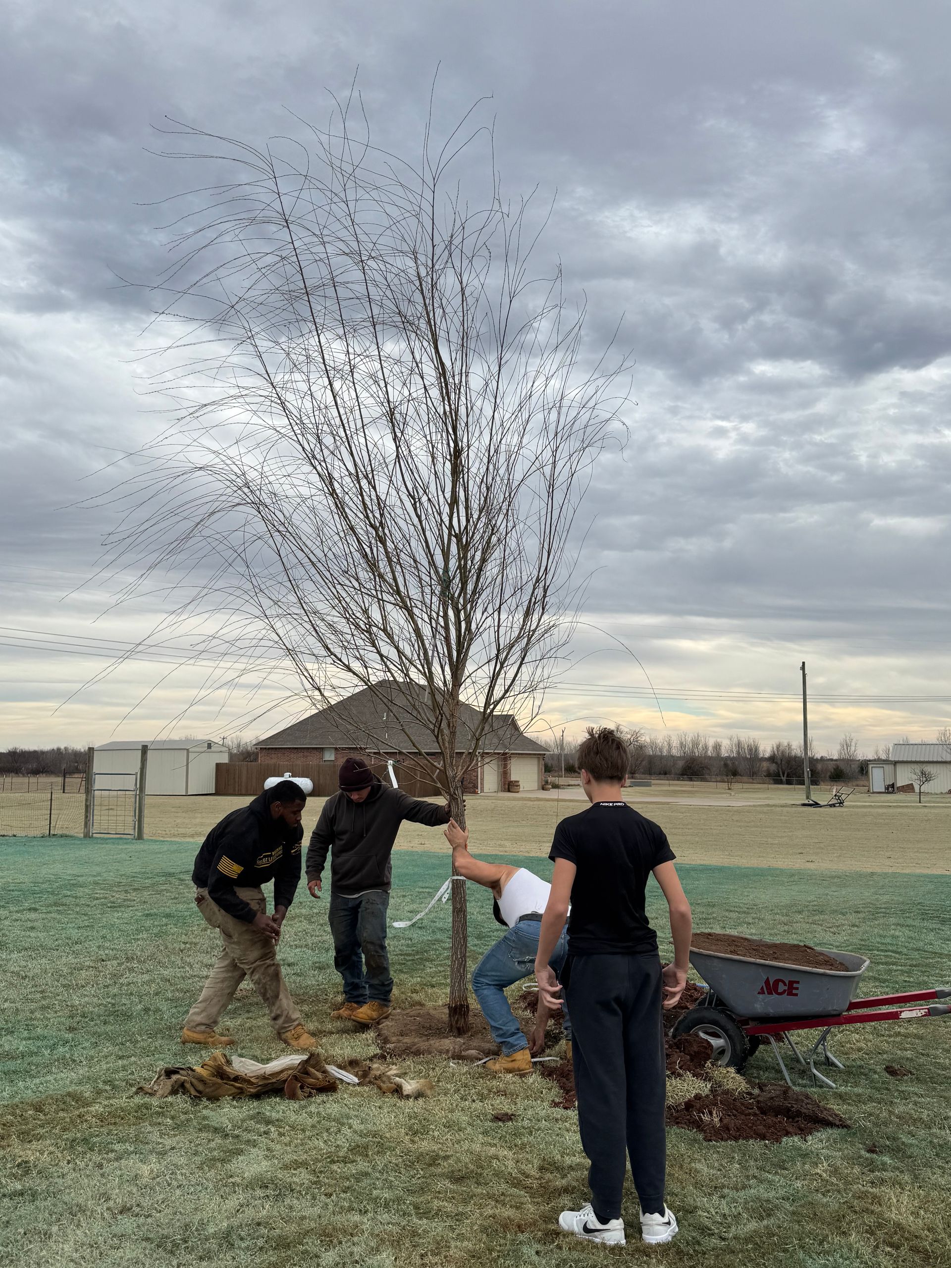 Four people plant a young, leafless tree in a grassy field under a cloudy, overcast sky.