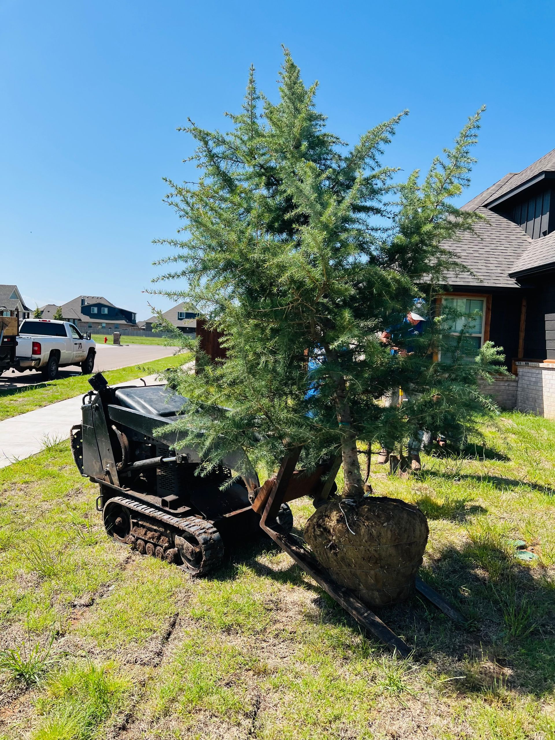 A small tracked vehicle transports a large, balled-and-burlapped evergreen tree across a residential lawn.