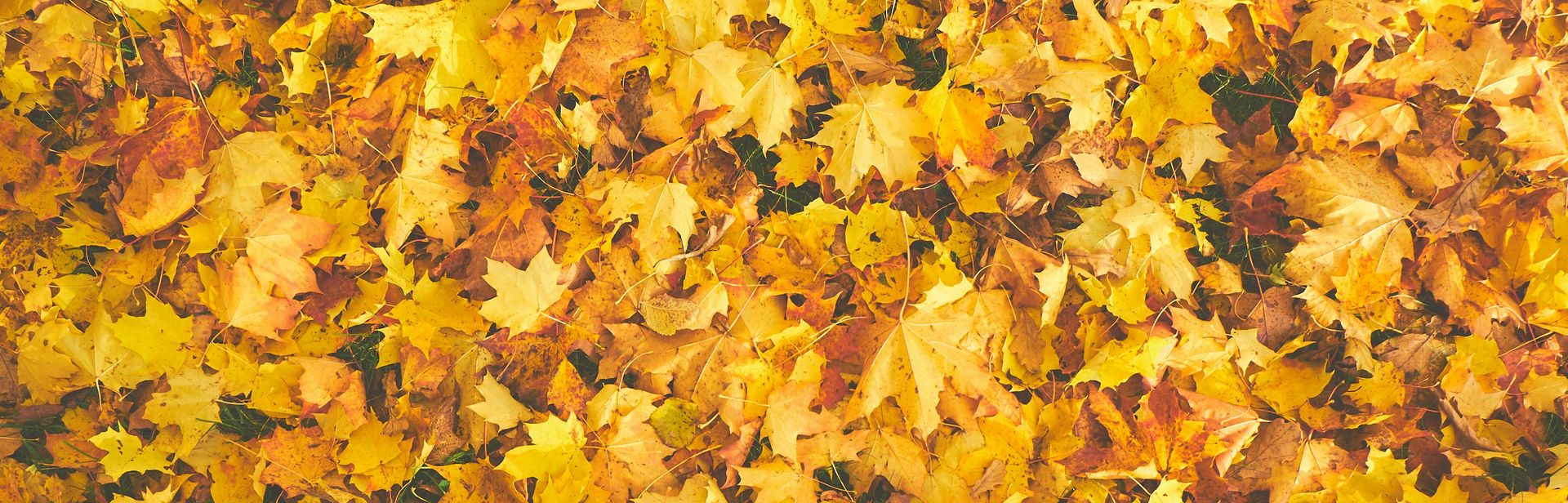 Fallen autumn leaves in shades of yellow, gold, and orange cover the ground.