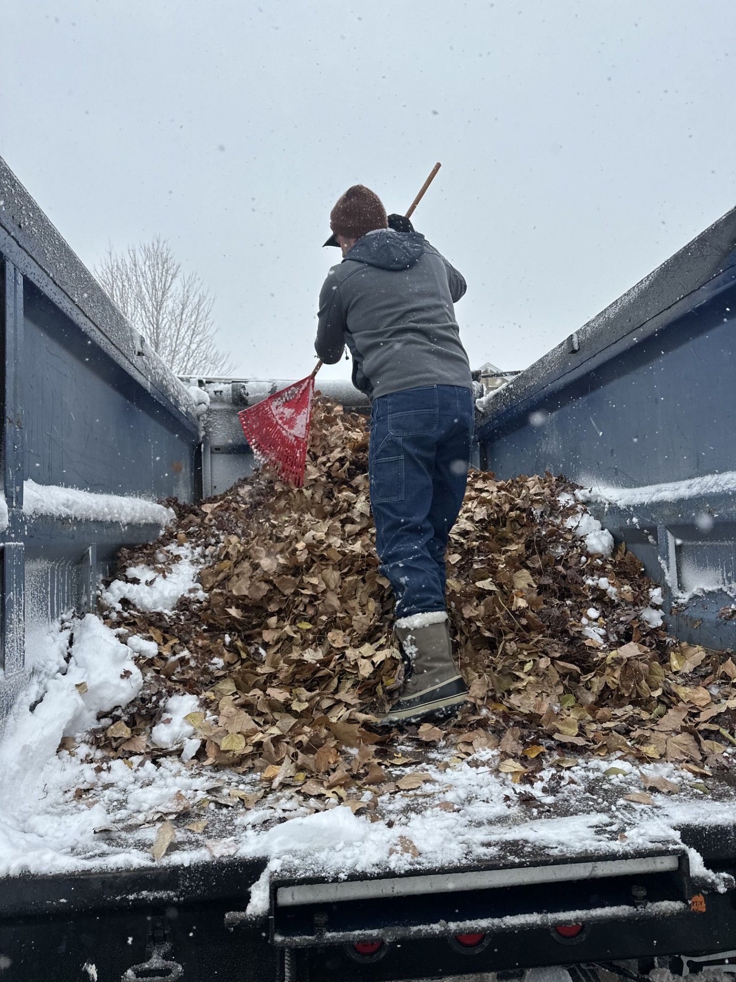 Person shoveling leaves into a truck bed during a snowfall in Louisville, CO.