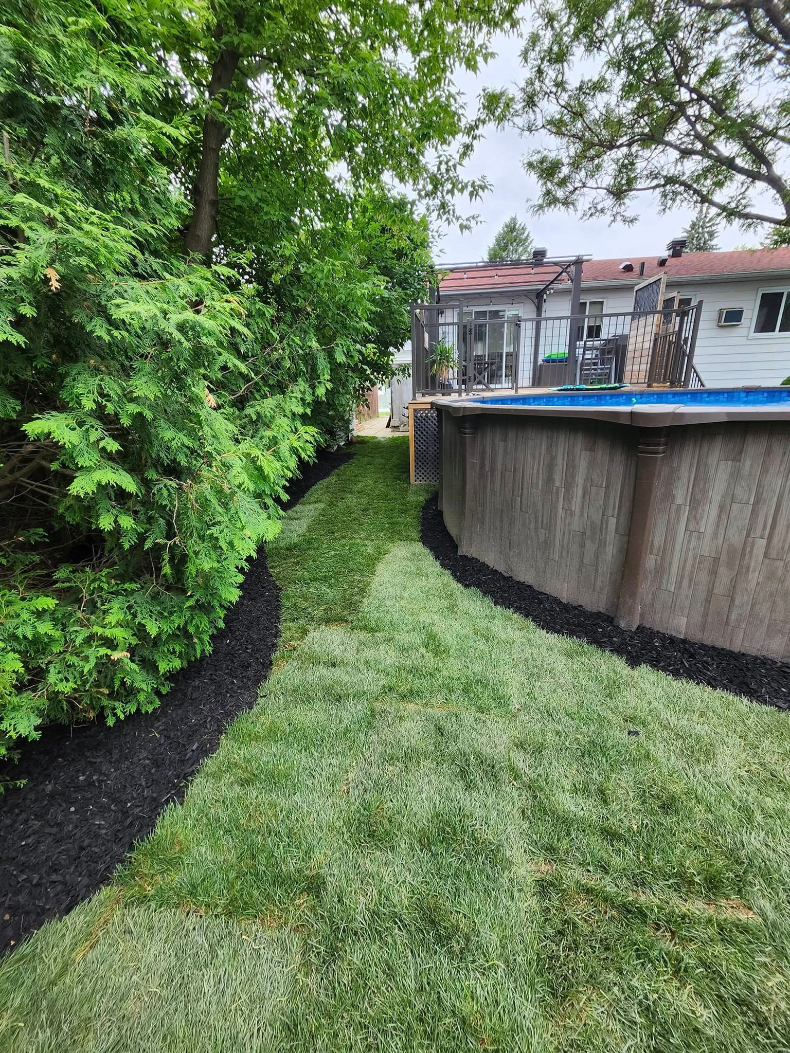 Pelouse verdoyante bordée de paillis noir, jouxtant une piscine et des arbustes à feuilles persistantes.