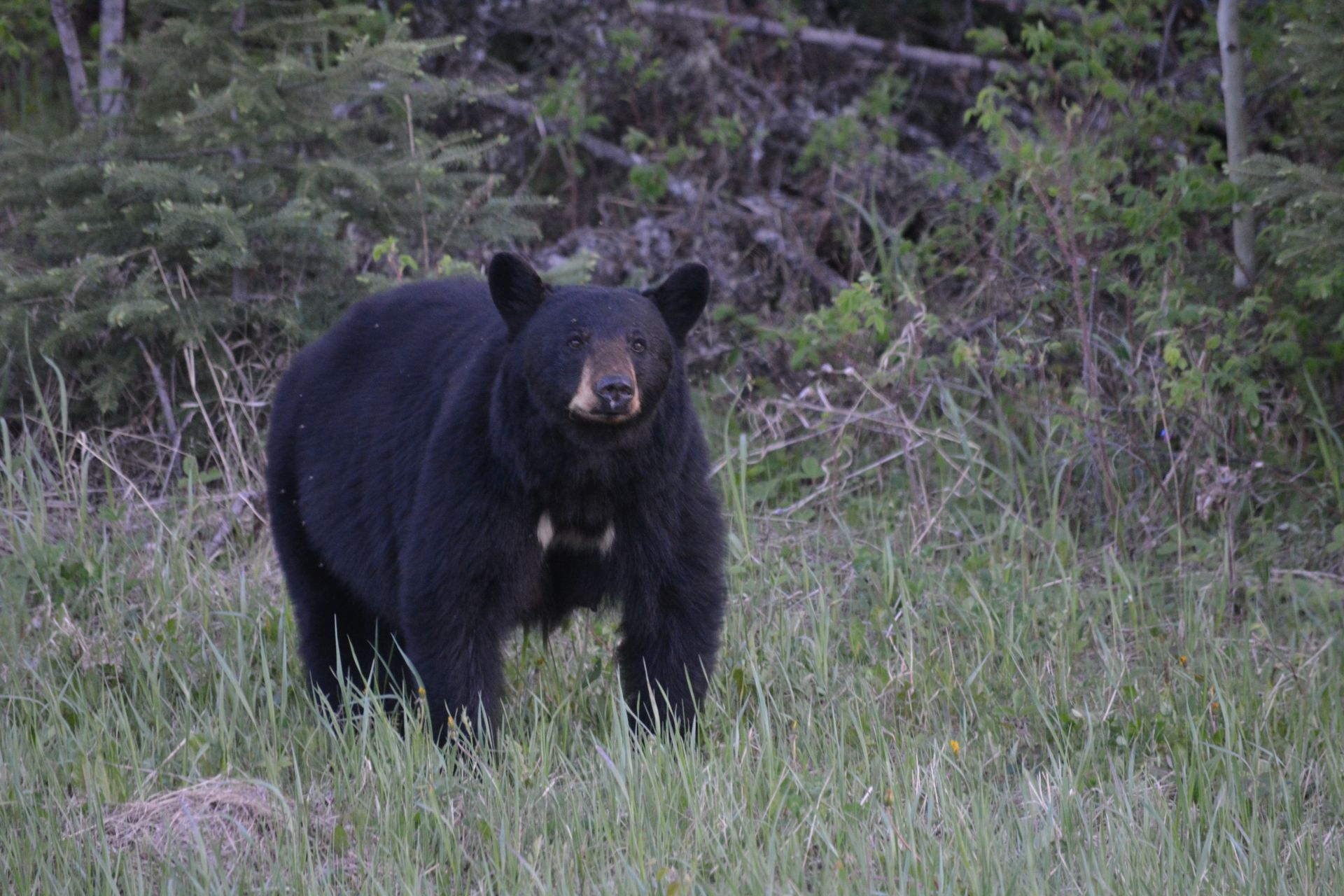 Bear along hwy 55