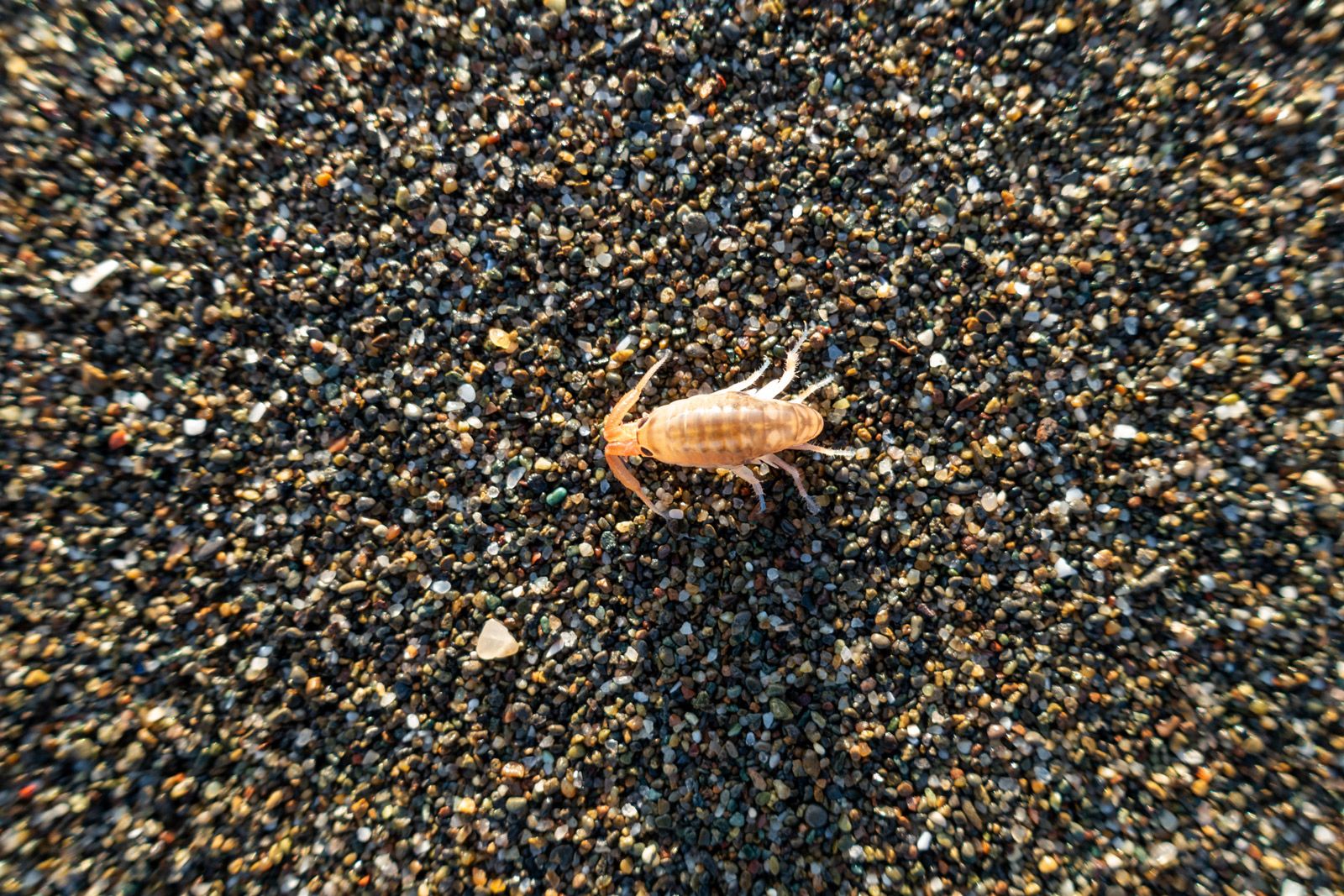 Sand Flea — Bristol, CT — Nu Vision Pest Elimination