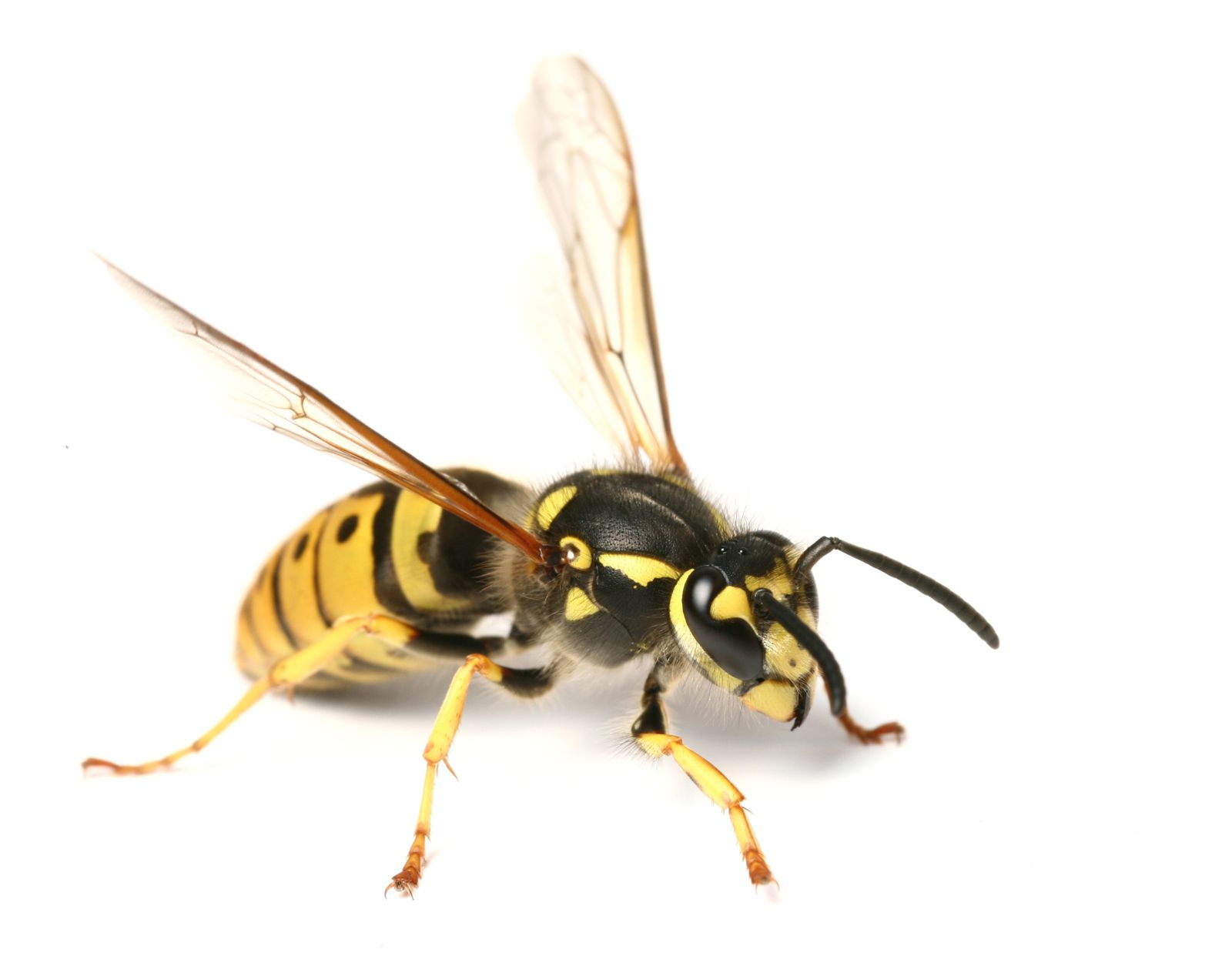 Wasp — Bristol, CT — Nu Vision Pest Elimination