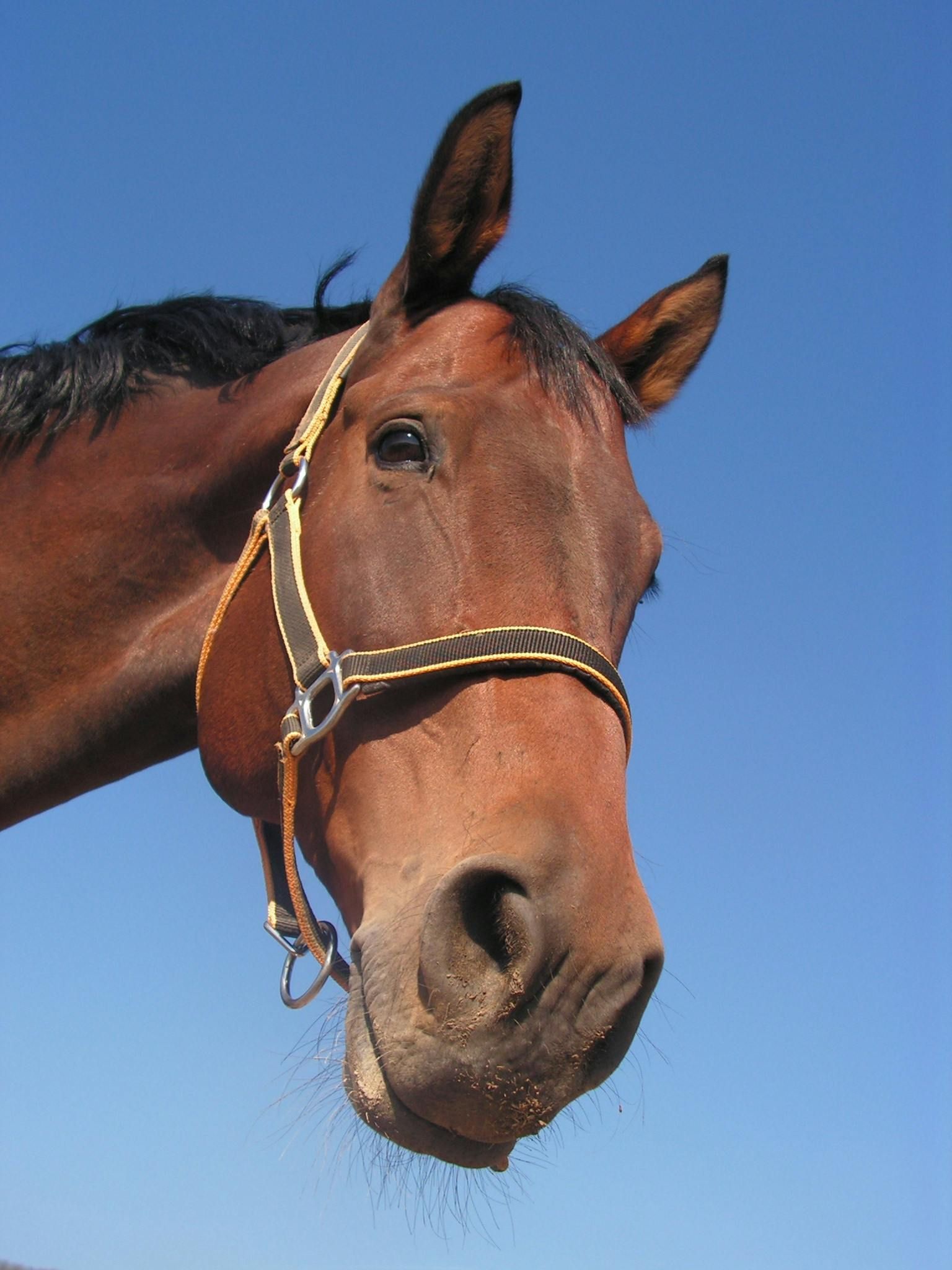 A close up of a brown horse wearing a bridle