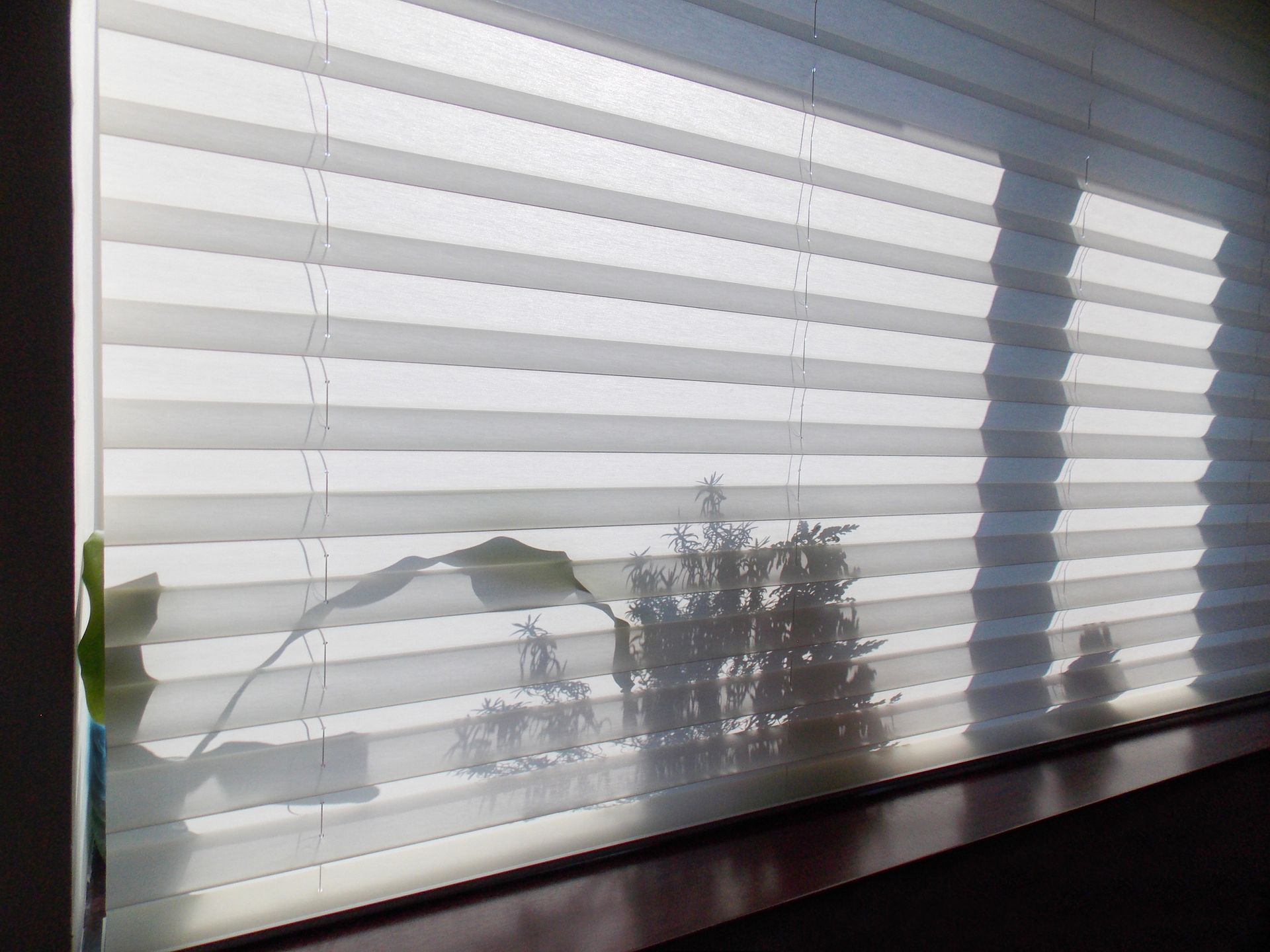 Home curtains closed, showcasing windowsill behind cellular shades, and shadows of indoor plants.