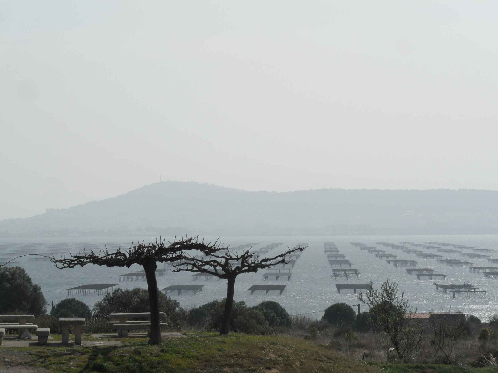 oysters farm near Marseillan south of France