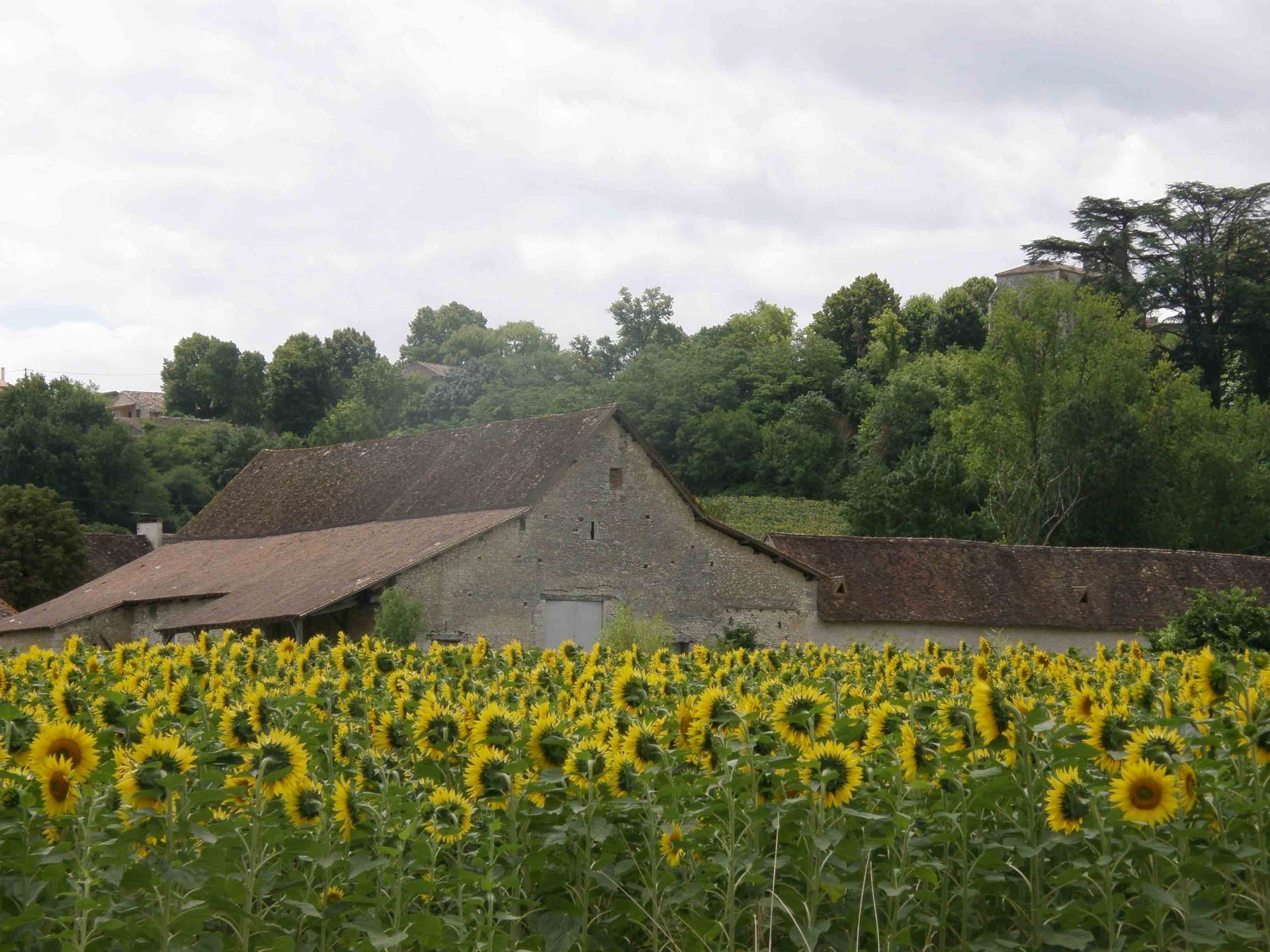 sunflowers field near Villereal