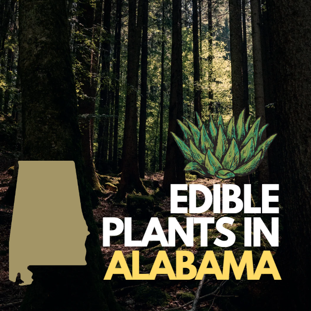 Wild Edible Plants in Alabama
