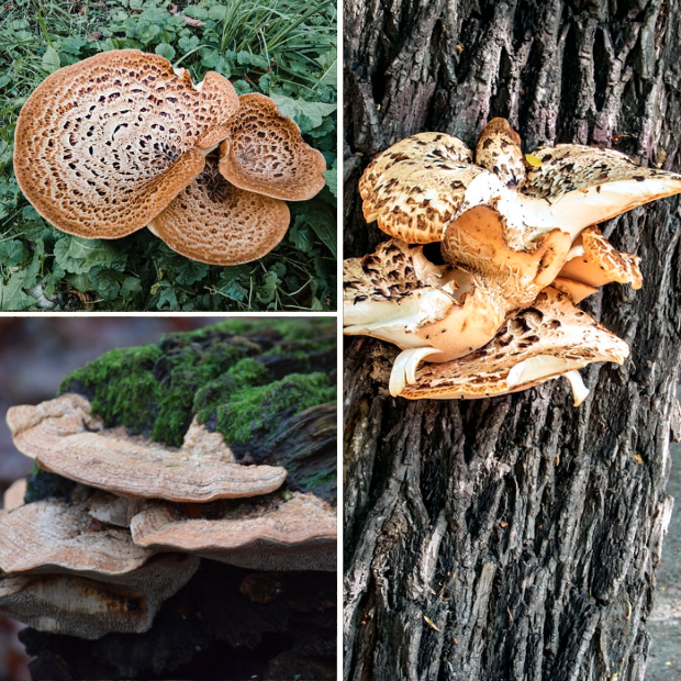 Edible Mushrooms in Colorado Forager's Guide