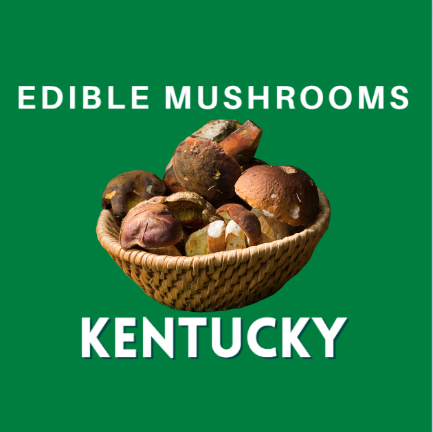 Top 97+ Pictures Pictures Of Edible Mushrooms In Kentucky Latest