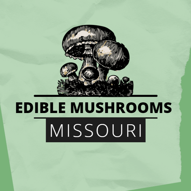 Edible Mushrooms in Missouri Forager's Guide