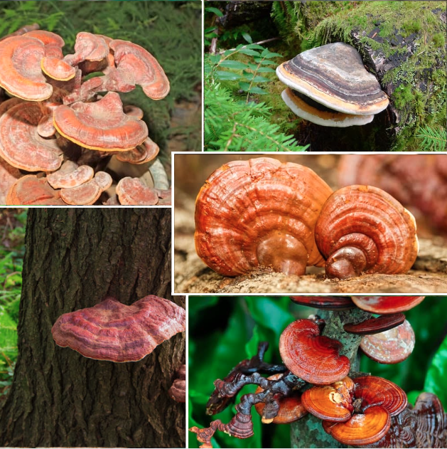 Edible Mushrooms in Ohio Complete Forager's Guide