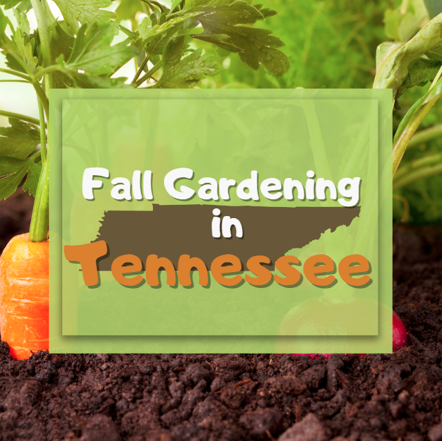 Fall Gardening Tips for Tennessee Gardeners