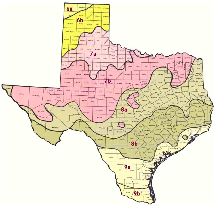 Edible Plants in Texas [Foraging Guide for Beginners]