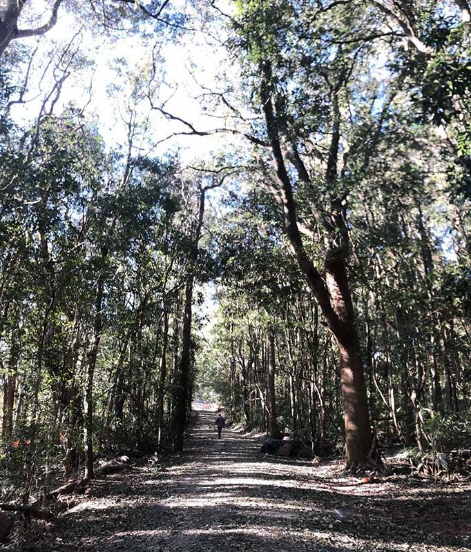 A Person is Walking Down a Path in the Woods — North Coast Asphalts in Corindi Beach, NSW