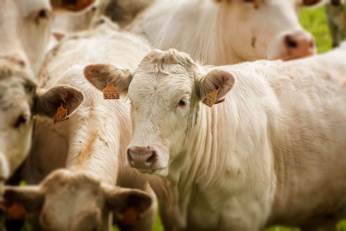 reportage photos bovins Unebio