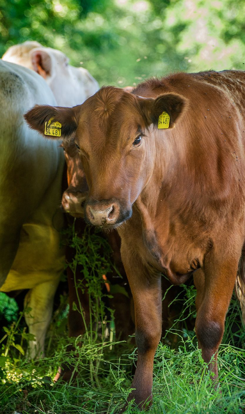 reportage photos bovins Unebio