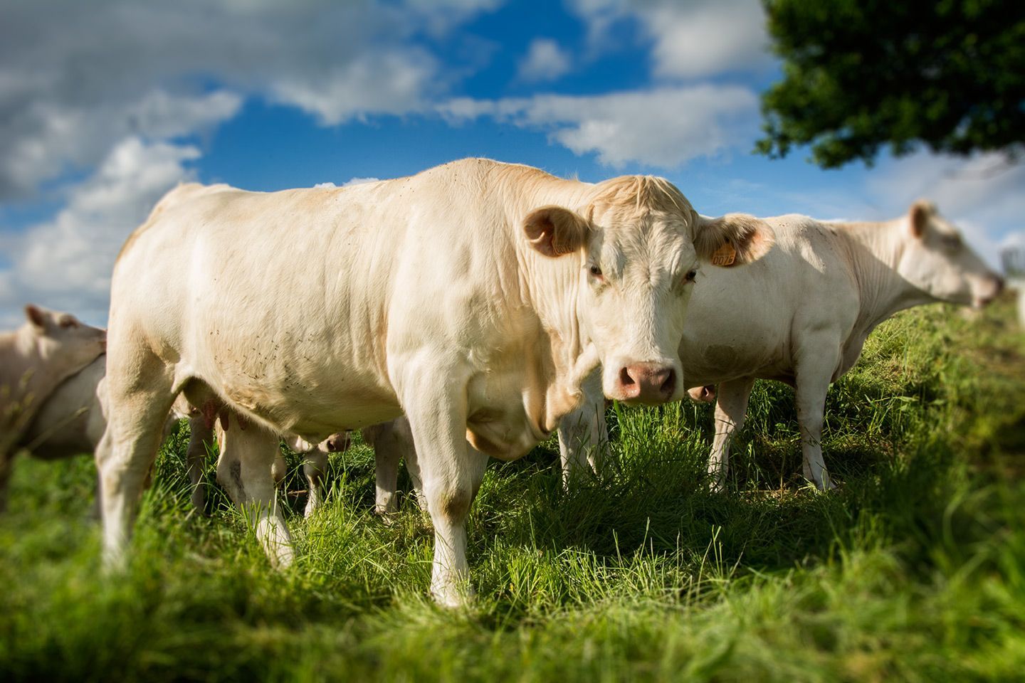 reportage photos bovins Unebio