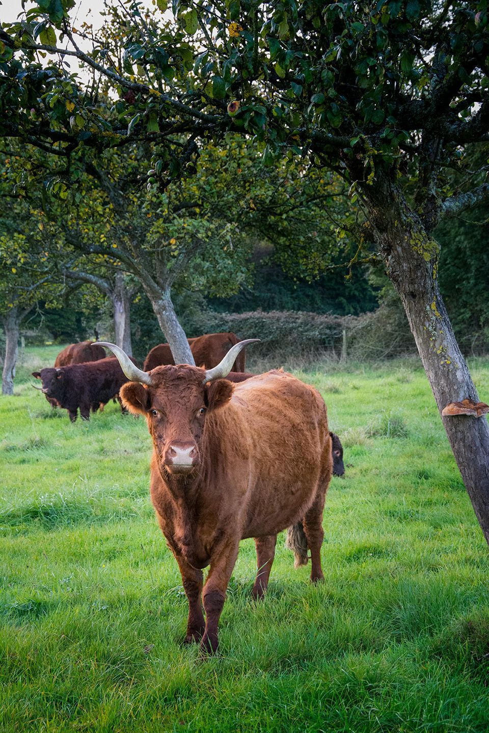 reportage photos bovins Unebio