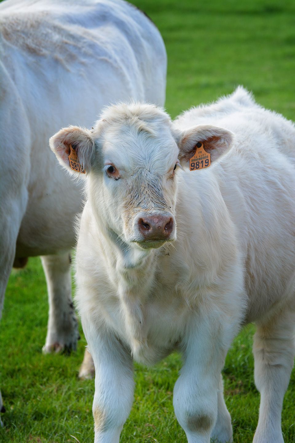 reportage photos bovins Unebio