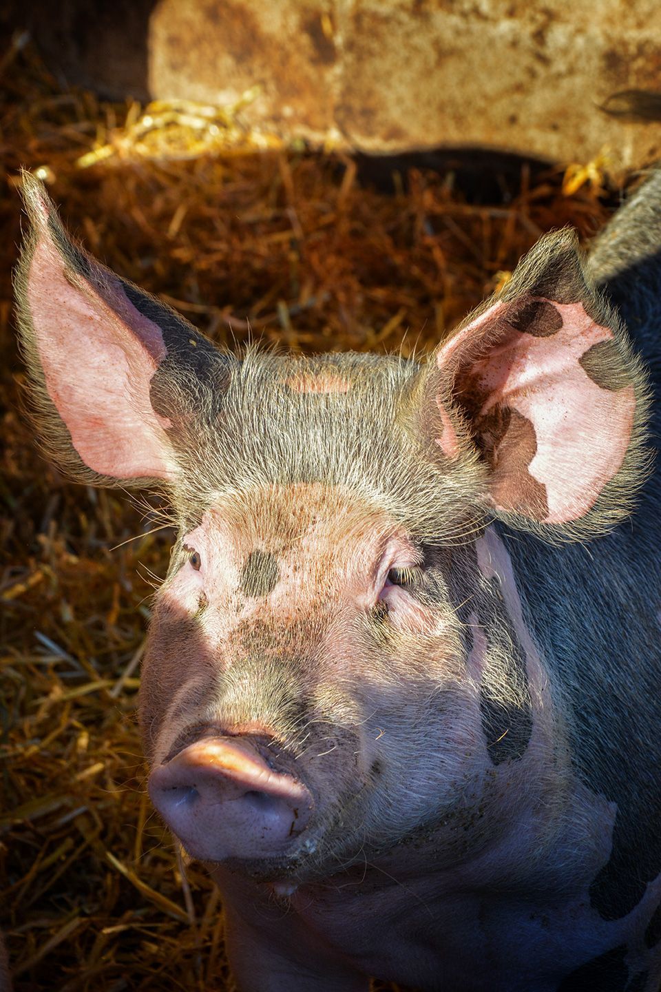 reportage photos porc Unebio