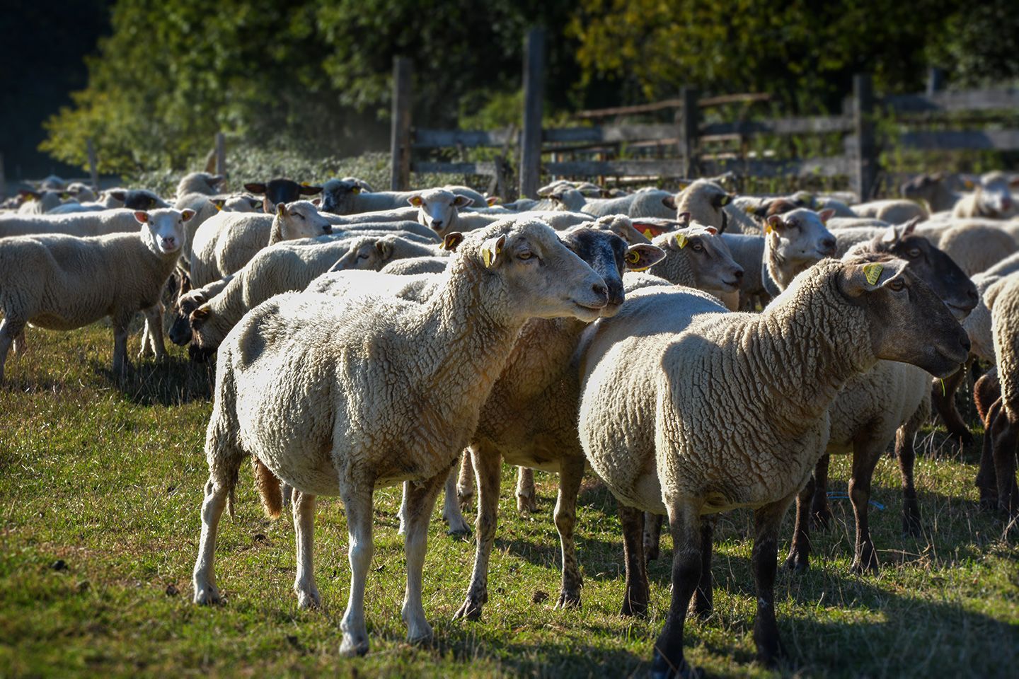 reportage photos mouton Unebio