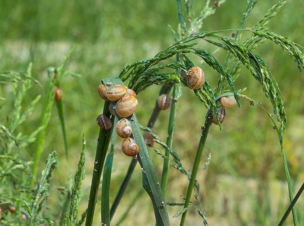 Couple d'escargot se nourissant de feuilles