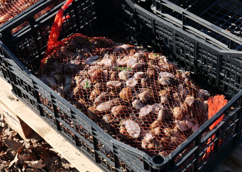 Emballage des escargot gros gris de la ferme de l'atelier de l'escargot Français