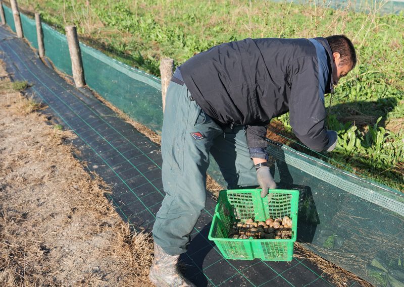Ramassage des escargot gros gris de la ferme de l'atelier de l'escargot Français