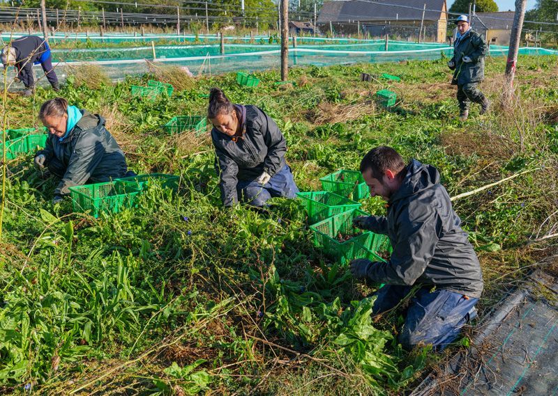Ramassage des Gros gris de la ferme de l'Atelier de l'escargot Français