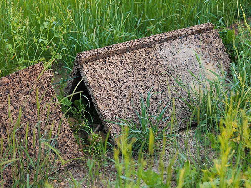 Petits toit en liège pour protéger les escargots
