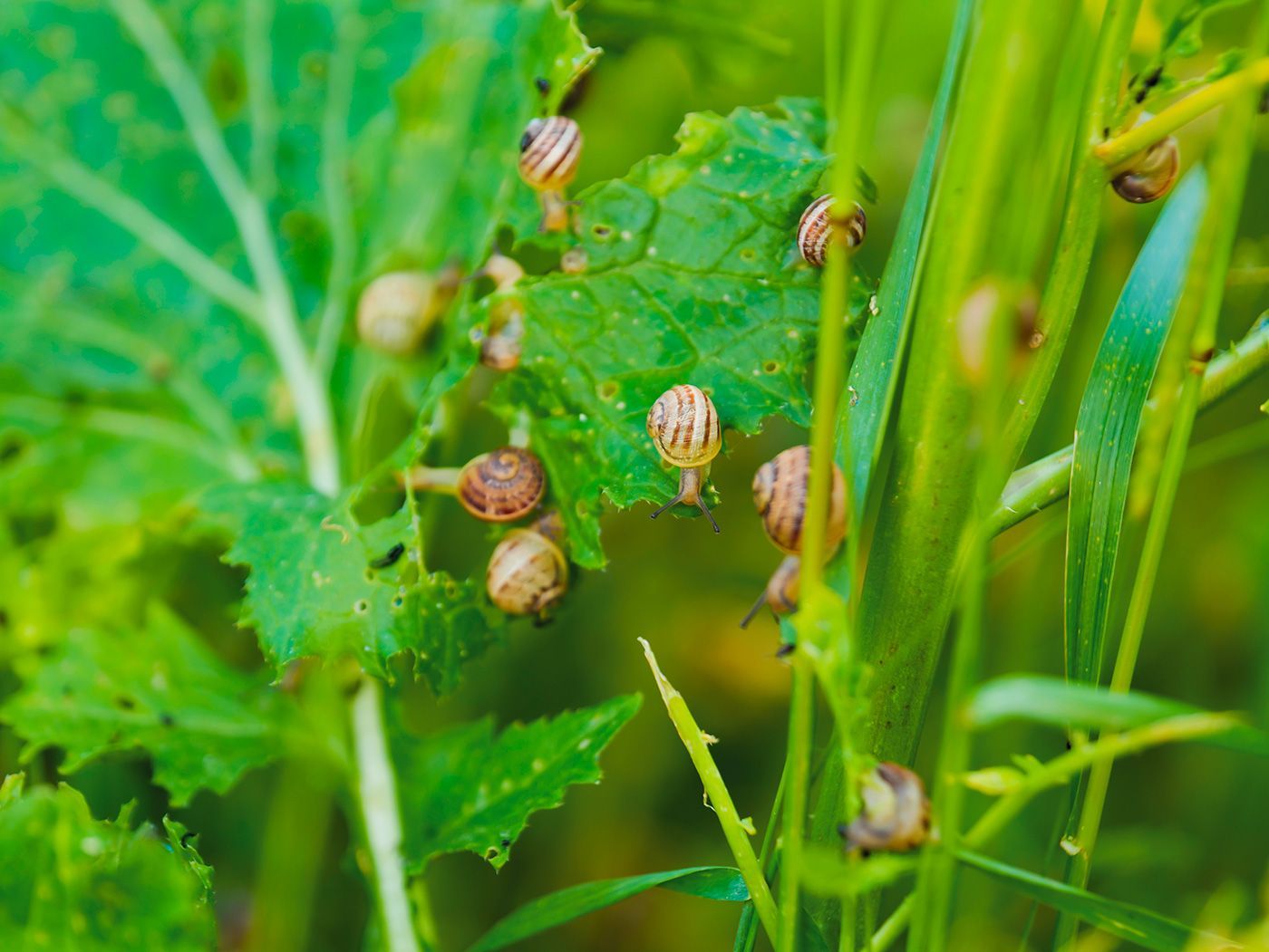 L'atelier de l'escargot Français, éleveur et producteur d'escargots Français