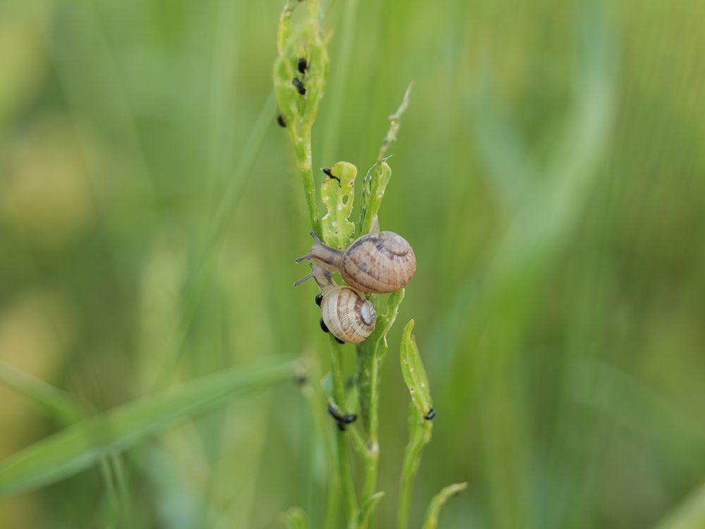 Couple d'escargot se nourissant de feuilles