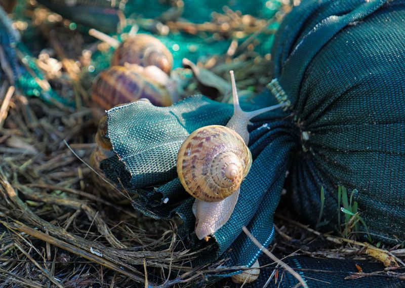 Escargot gros gris de la ferme de l'Atelier de l'escargot Français