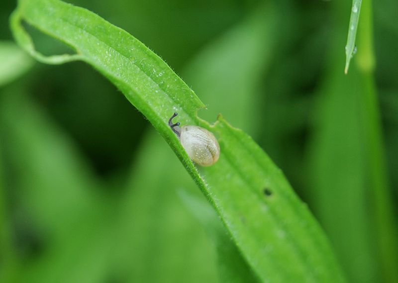Bébé escargot se nourissant de feuilles