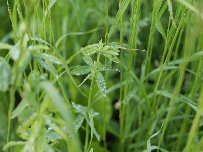 Plantes nourissant les escargots