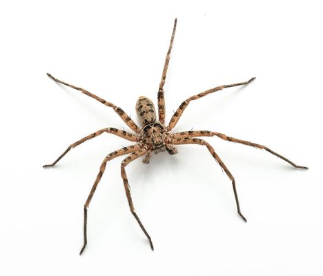 Brown spider with long legs on a white background
