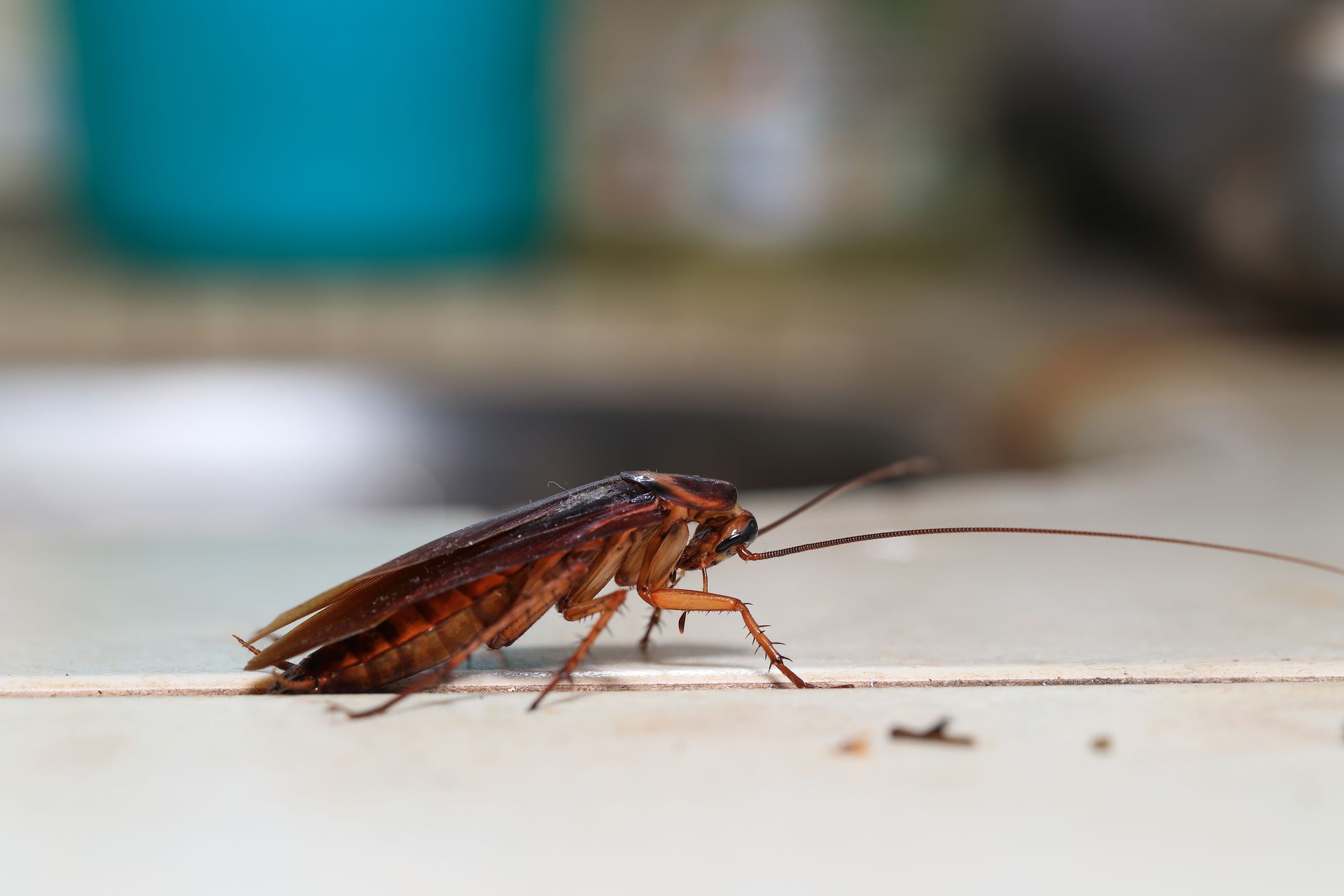 Brown cockroach on a white surface with long antennae